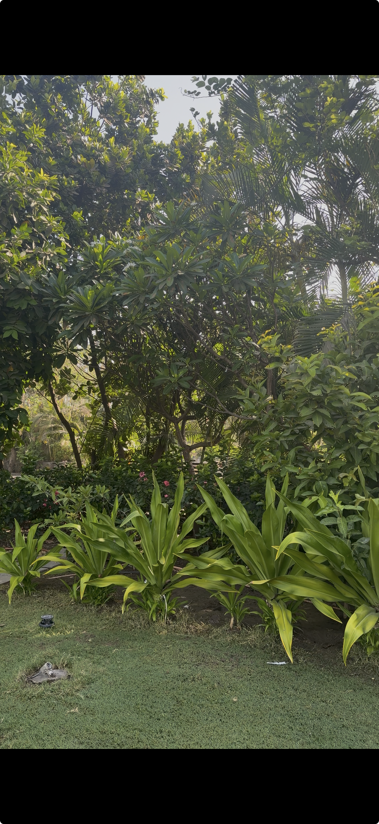 Seasonal plants